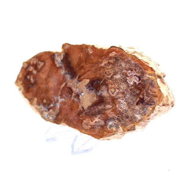 Tranche de bois pétrifié poli, petit ornement fossile, Madagascar Tranche de bois pétrifié poli, petit ornement fossile, Madagascar