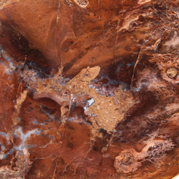 Tranche de bois pétrifié poli, petit ornement fossile, Madagascar Tranche de bois pétrifié poli, petit ornement fossile, Madagascar
