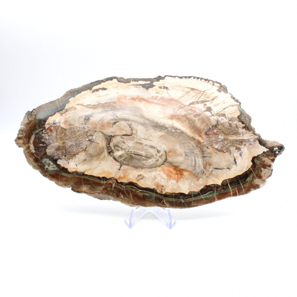 Bois fossilisé tranche polie, spécimen décoratif de prestige, Madagascar Bois fossilisé tranche polie, spécimen décoratif de prestige, Madagascar