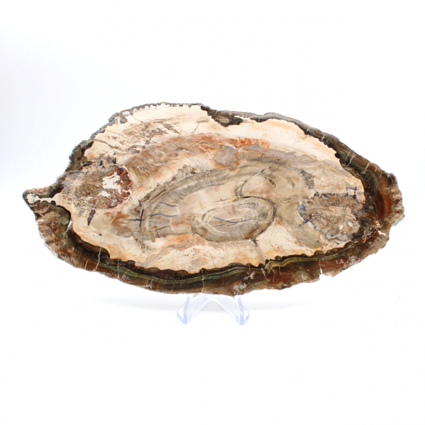 Bois fossilisé tranche polie, spécimen décoratif de prestige, Madagascar Bois fossilisé tranche polie, spécimen décoratif de prestige, Madagascar