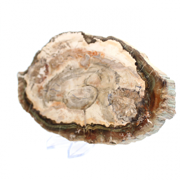 Bois fossilisé tranche polie, spécimen décoratif de prestige, Madagascar Bois fossilisé tranche polie, spécimen décoratif de prestige, Madagascar