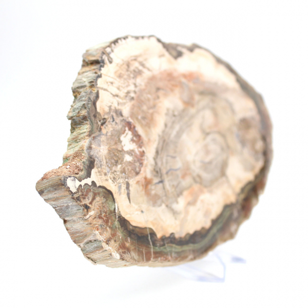 Bois fossilisé tranche polie, spécimen décoratif de prestige, Madagascar Bois fossilisé tranche polie, spécimen décoratif de prestige, Madagascar