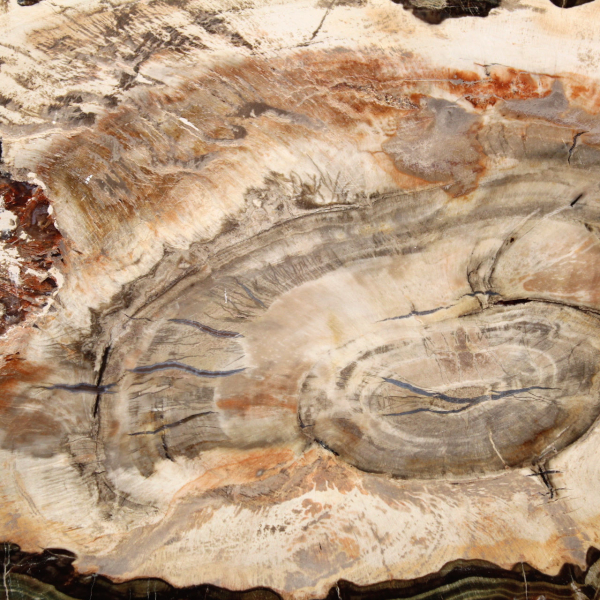Bois fossilisé tranche polie, spécimen décoratif de prestige, Madagascar Bois fossilisé tranche polie, spécimen décoratif de prestige, Madagascar