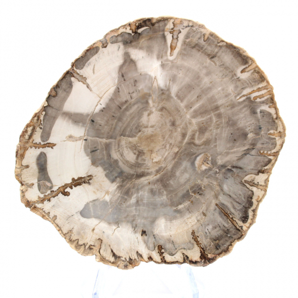 Mini tranche de bois pétrifié poli, petit fossile de collection, Madagascar Mini tranche de bois pétrifié poli, petit fossile de collection, Madagascar