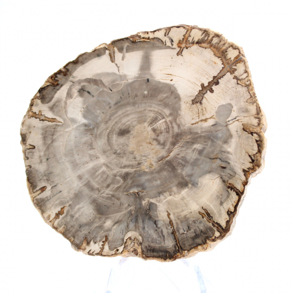 Mini tranche de bois pétrifié poli, petit fossile de collection, Madagascar Mini tranche de bois pétrifié poli, petit fossile de collection, Madagascar
