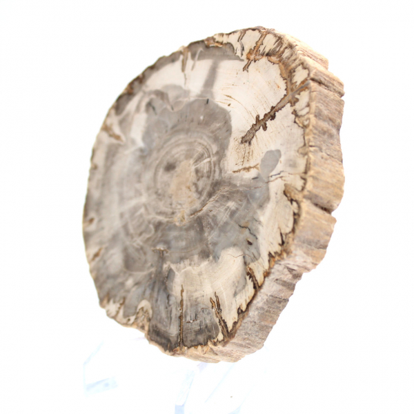 Mini tranche de bois pétrifié poli, petit fossile de collection, Madagascar Mini tranche de bois pétrifié poli, petit fossile de collection, Madagascar