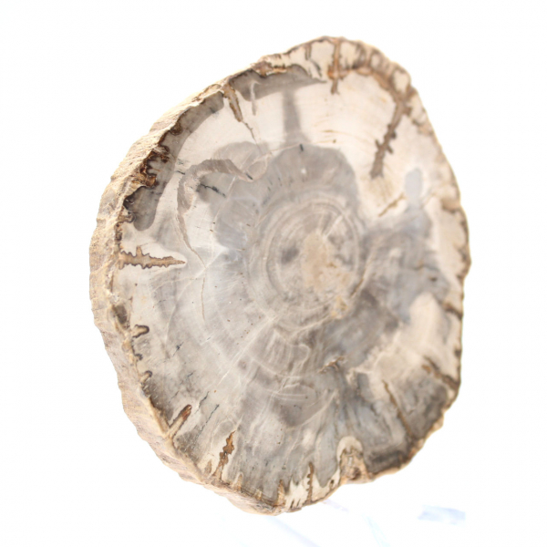 Mini tranche de bois pétrifié poli, petit fossile de collection, Madagascar Mini tranche de bois pétrifié poli, petit fossile de collection, Madagascar