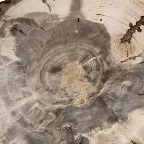 Mini tranche de bois pétrifié poli, petit fossile de collection, Madagascar Mini tranche de bois pétrifié poli, petit fossile de collection, Madagascar