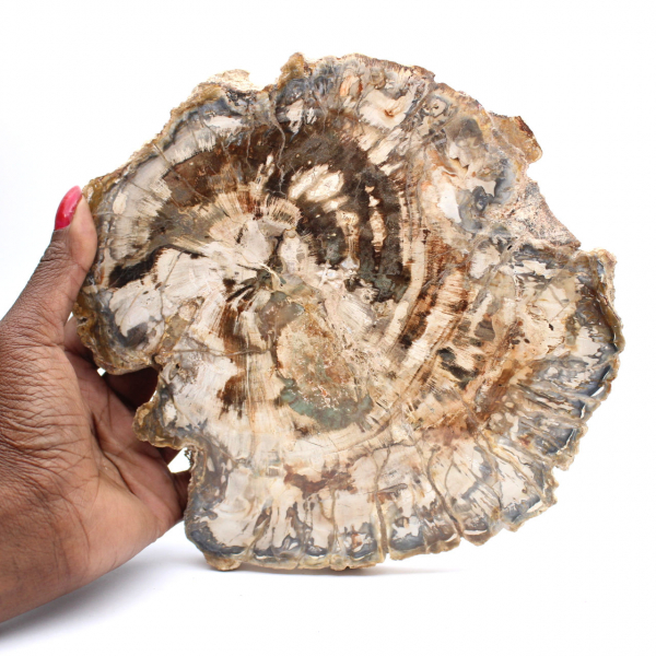 Grande tranche de bois fossilisé poli, ornement unique, Madagascar Grande tranche de bois fossilisé poli, ornement unique, Madagascar