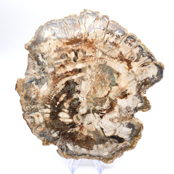 Grande tranche de bois fossilisé poli, ornement unique, Madagascar Grande tranche de bois fossilisé poli, ornement unique, Madagascar