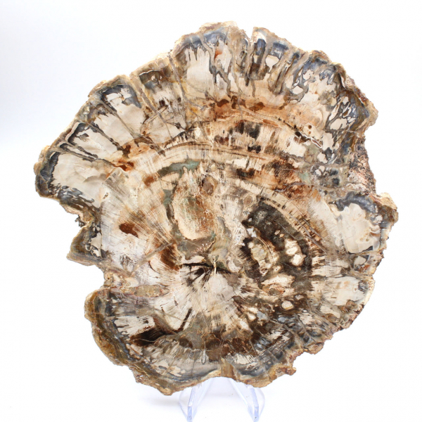 Grande tranche de bois fossilisé poli, ornement unique, Madagascar Grande tranche de bois fossilisé poli, ornement unique, Madagascar