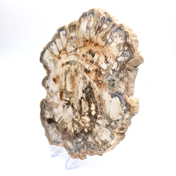 Grande tranche de bois fossilisé poli, ornement unique, Madagascar Grande tranche de bois fossilisé poli, ornement unique, Madagascar