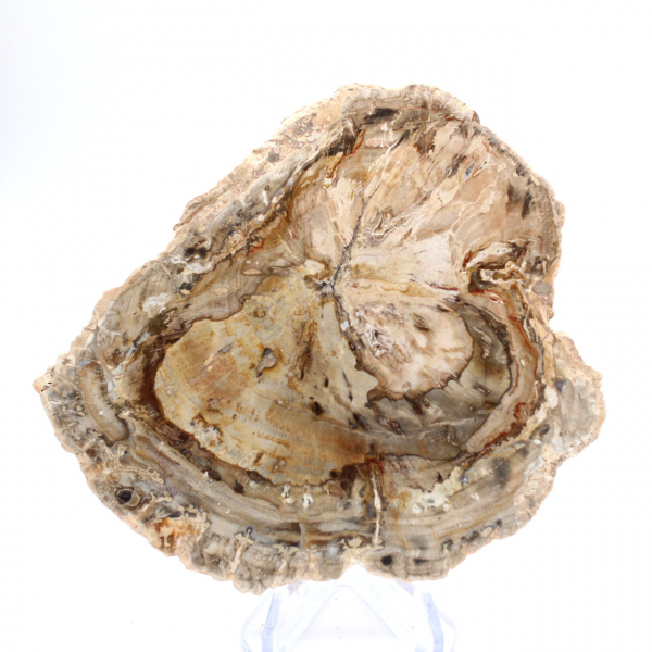 Petit spécimen bois pétrifié poli, tranche fossile décorative, Madagascar Petit spécimen bois pétrifié poli, tranche fossile décorative, Madagascar