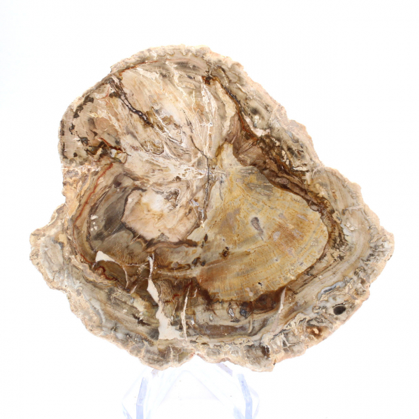 Petit spécimen bois pétrifié poli, tranche fossile décorative, Madagascar Petit spécimen bois pétrifié poli, tranche fossile décorative, Madagascar
