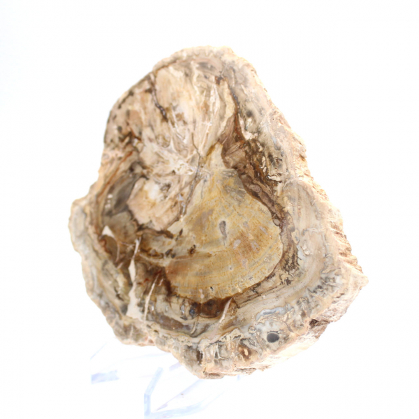 Petit spécimen bois pétrifié poli, tranche fossile décorative, Madagascar Petit spécimen bois pétrifié poli, tranche fossile décorative, Madagascar