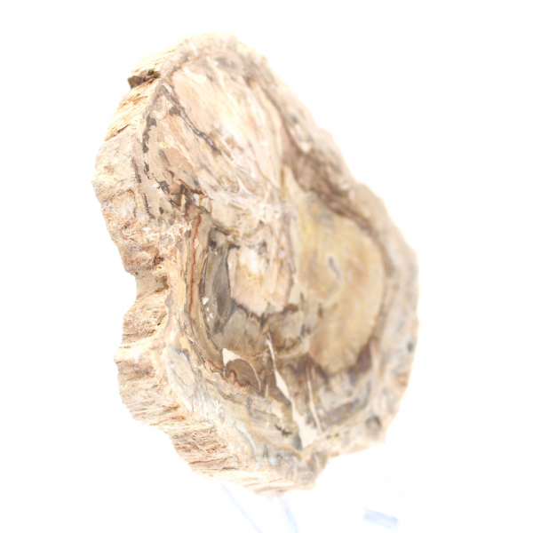 Petit spécimen bois pétrifié poli, tranche fossile décorative, Madagascar Petit spécimen bois pétrifié poli, tranche fossile décorative, Madagascar