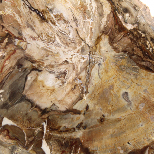 Petit spécimen bois pétrifié poli, tranche fossile décorative, Madagascar Petit spécimen bois pétrifié poli, tranche fossile décorative, Madagascar