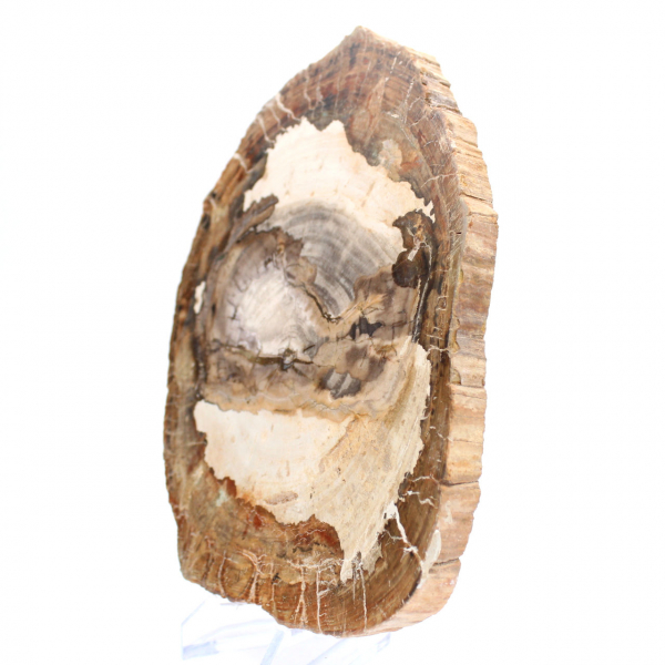 Tranche de bois fossile polie, ornement de caractère, Madagascar Tranche de bois fossile polie, ornement de caractère, Madagascar