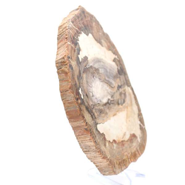 Tranche de bois fossile polie, ornement de caractère, Madagascar Tranche de bois fossile polie, ornement de caractère, Madagascar