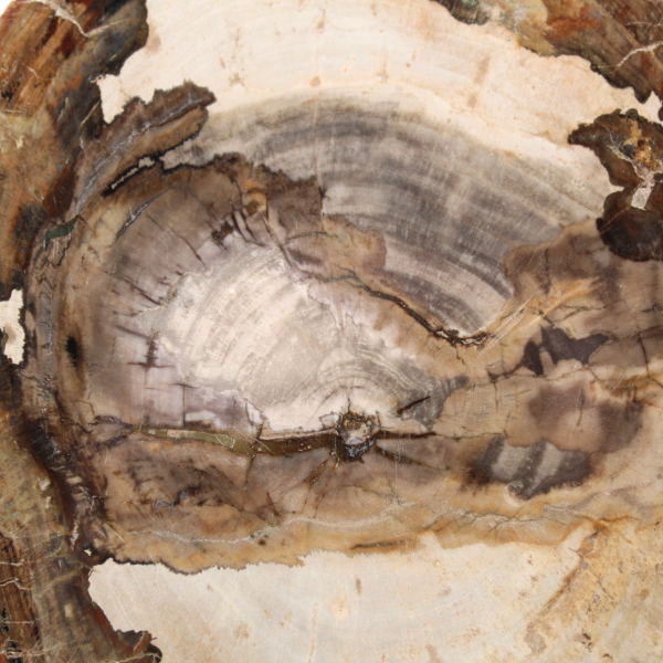 Tranche de bois fossile polie, ornement de caractère, Madagascar Tranche de bois fossile polie, ornement de caractère, Madagascar