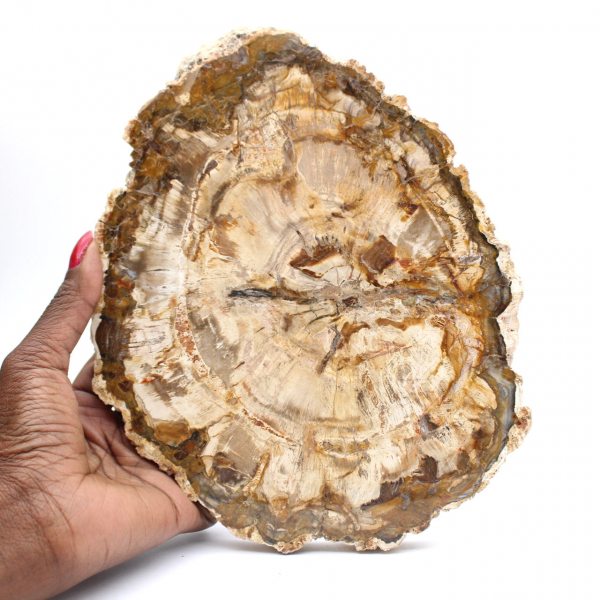 Grande tranche bois pétrifié poli, fossile massif de collection, Madagascar Grande tranche bois pétrifié poli, fossile massif de collection, Madagascar
