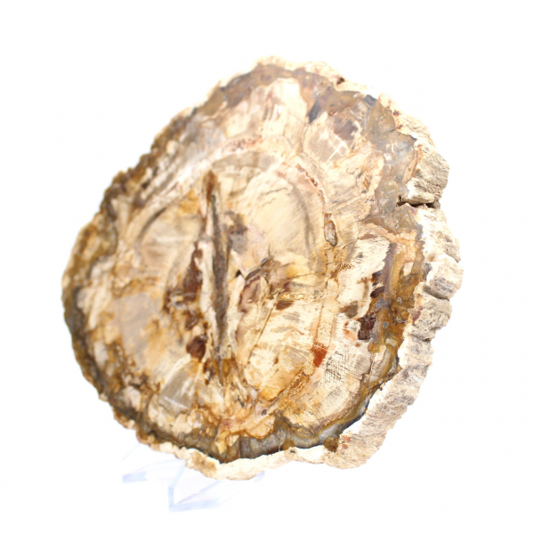 Grande tranche bois pétrifié poli, fossile massif de collection, Madagascar Grande tranche bois pétrifié poli, fossile massif de collection, Madagascar