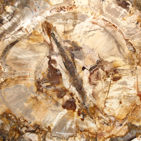 Grande tranche bois pétrifié poli, fossile massif de collection, Madagascar Grande tranche bois pétrifié poli, fossile massif de collection, Madagascar