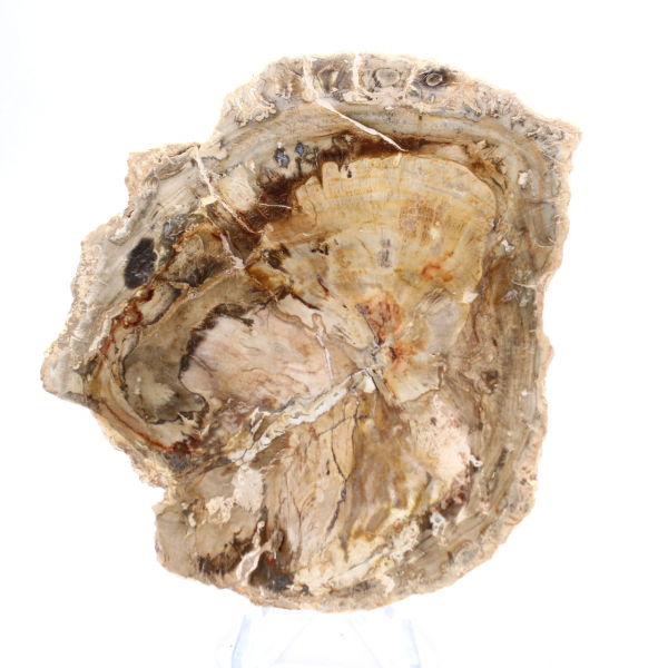 Petit ornement bois pétrifié poli, tranche fossile d'histoire, Madagascar Petit ornement bois pétrifié poli, tranche fossile d'histoire, Madagascar