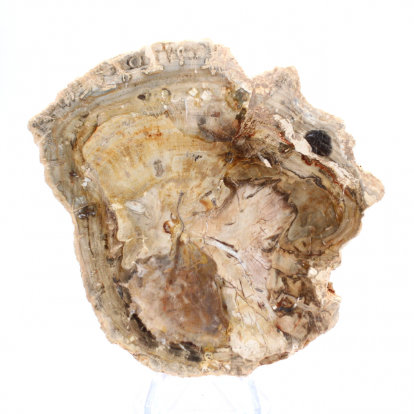 Petit ornement bois pétrifié poli, tranche fossile d'histoire, Madagascar Petit ornement bois pétrifié poli, tranche fossile d'histoire, Madagascar