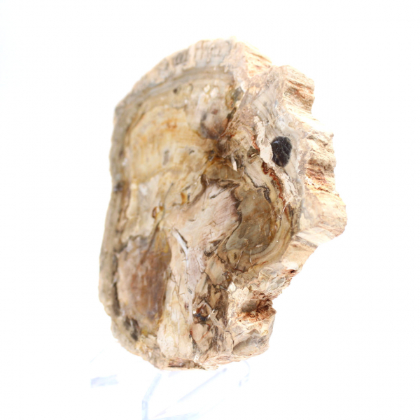 Petit ornement bois pétrifié poli, tranche fossile d'histoire, Madagascar Petit ornement bois pétrifié poli, tranche fossile d'histoire, Madagascar