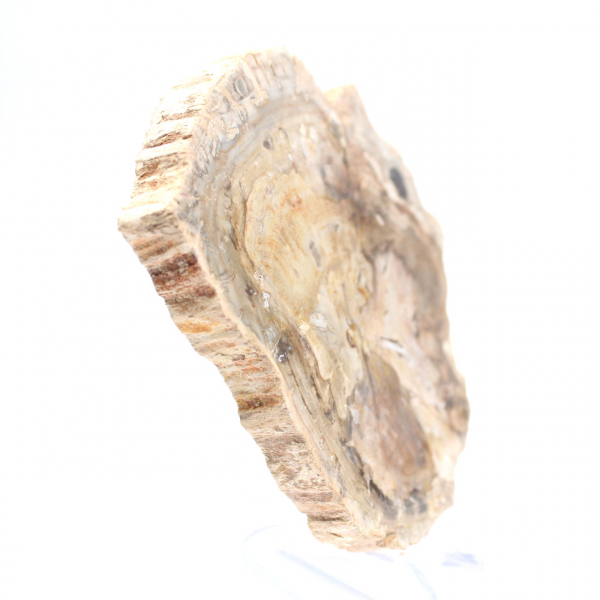Petit ornement bois pétrifié poli, tranche fossile d'histoire, Madagascar Petit ornement bois pétrifié poli, tranche fossile d'histoire, Madagascar