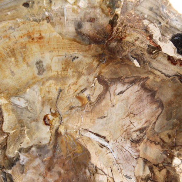 Petit ornement bois pétrifié poli, tranche fossile d'histoire, Madagascar Petit ornement bois pétrifié poli, tranche fossile d'histoire, Madagascar