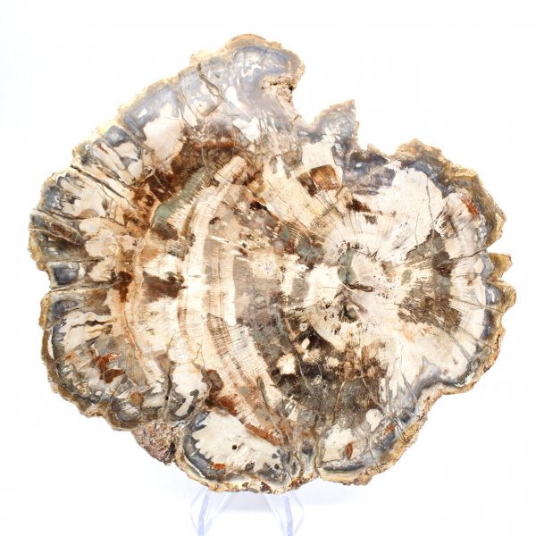 Fossile bois pétrifié, tranche polie pour collection, Madagascar Fossile bois pétrifié, tranche polie pour collection, Madagascar