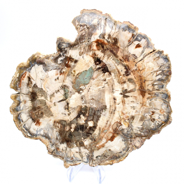 Fossile bois pétrifié, tranche polie pour collection, Madagascar Fossile bois pétrifié, tranche polie pour collection, Madagascar