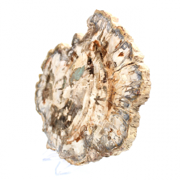 Fossile bois pétrifié, tranche polie pour collection, Madagascar Fossile bois pétrifié, tranche polie pour collection, Madagascar
