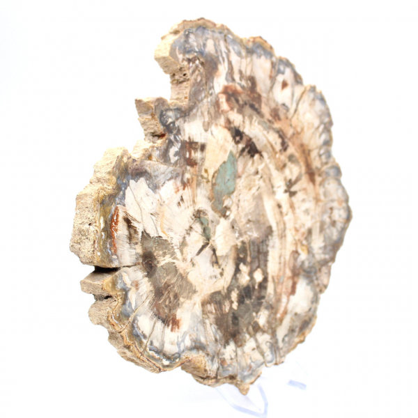 Fossile bois pétrifié, tranche polie pour collection, Madagascar Fossile bois pétrifié, tranche polie pour collection, Madagascar