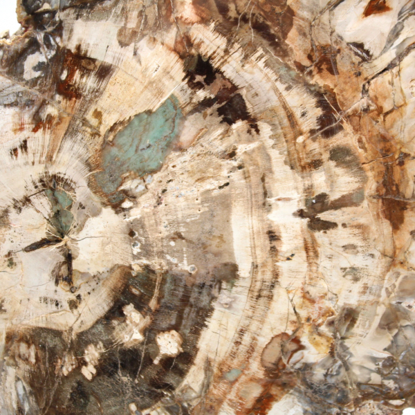 Fossile bois pétrifié, tranche polie pour collection, Madagascar Fossile bois pétrifié, tranche polie pour collection, Madagascar