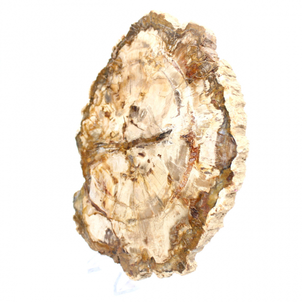 Bois pétrifié tranche, ornement poli, spécimen de Madagascar Bois pétrifié tranche, ornement poli, spécimen de Madagascar