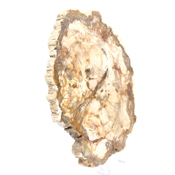 Bois pétrifié tranche, ornement poli, spécimen de Madagascar Bois pétrifié tranche, ornement poli, spécimen de Madagascar