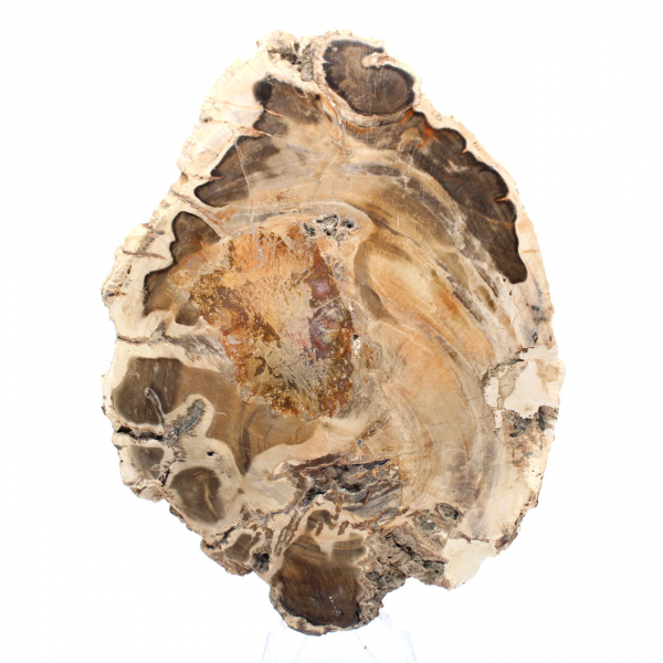 Tranche de bois fossile poli, spécimen décoratif, provenance Madagascar Tranche de bois fossile poli, spécimen décoratif, provenance Madagascar