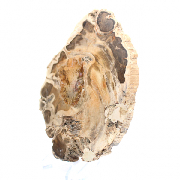 Tranche de bois fossile poli, spécimen décoratif, provenance Madagascar Tranche de bois fossile poli, spécimen décoratif, provenance Madagascar