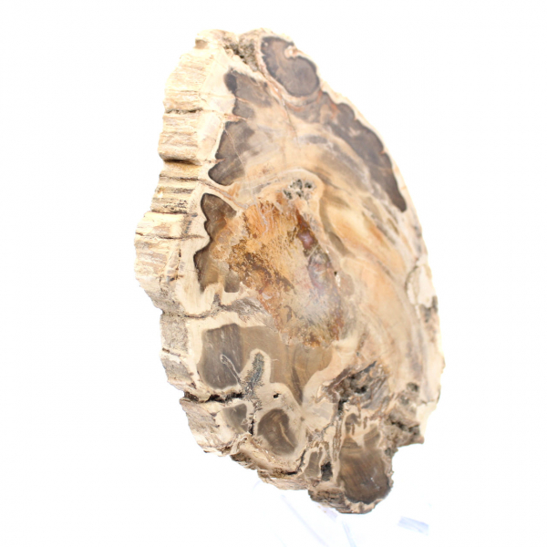 Tranche de bois fossile poli, spécimen décoratif, provenance Madagascar Tranche de bois fossile poli, spécimen décoratif, provenance Madagascar
