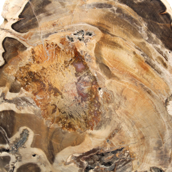 Tranche de bois fossile poli, spécimen décoratif, provenance Madagascar Tranche de bois fossile poli, spécimen décoratif, provenance Madagascar
