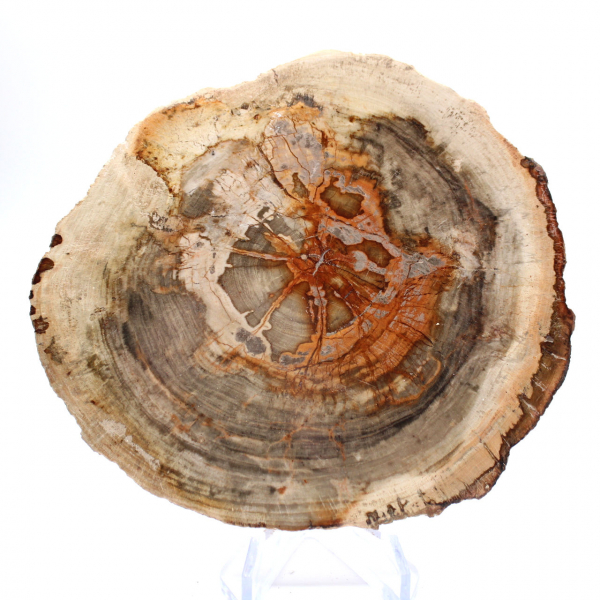 Bois pétrifié (tranche) poli, objet de collection, Madagascar Bois pétrifié (tranche) poli, objet de collection, Madagascar