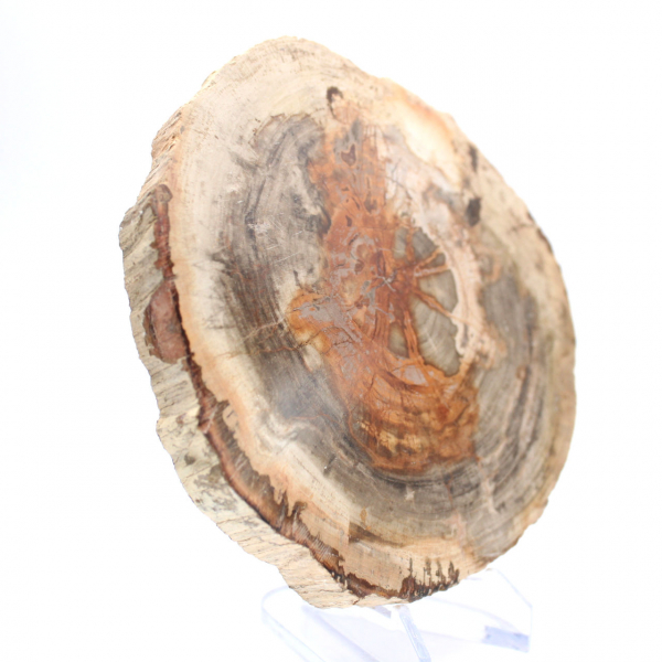 Bois pétrifié (tranche) poli, objet de collection, Madagascar Bois pétrifié (tranche) poli, objet de collection, Madagascar