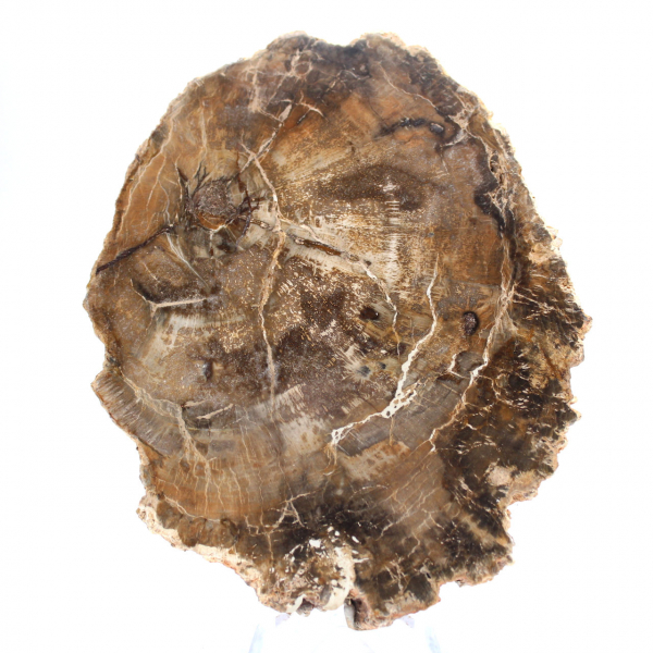 Petit ornement bois pétrifié poli, tranche fossile naturelle, Madagascar Petit ornement bois pétrifié poli, tranche fossile naturelle, Madagascar