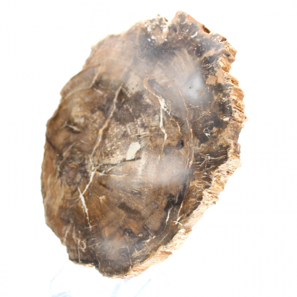 Petit ornement bois pétrifié poli, tranche fossile naturelle, Madagascar Petit ornement bois pétrifié poli, tranche fossile naturelle, Madagascar