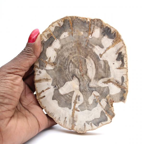 Tranche de bois pétrifié poli, spécimen fossile d'arbre, Madagascar Tranche de bois pétrifié poli, spécimen fossile d'arbre, Madagascar