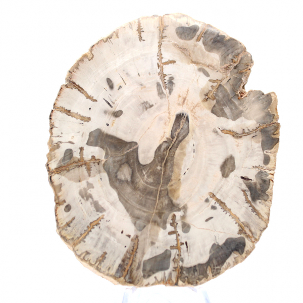 Tranche de bois pétrifié poli, spécimen fossile d'arbre, Madagascar Tranche de bois pétrifié poli, spécimen fossile d'arbre, Madagascar