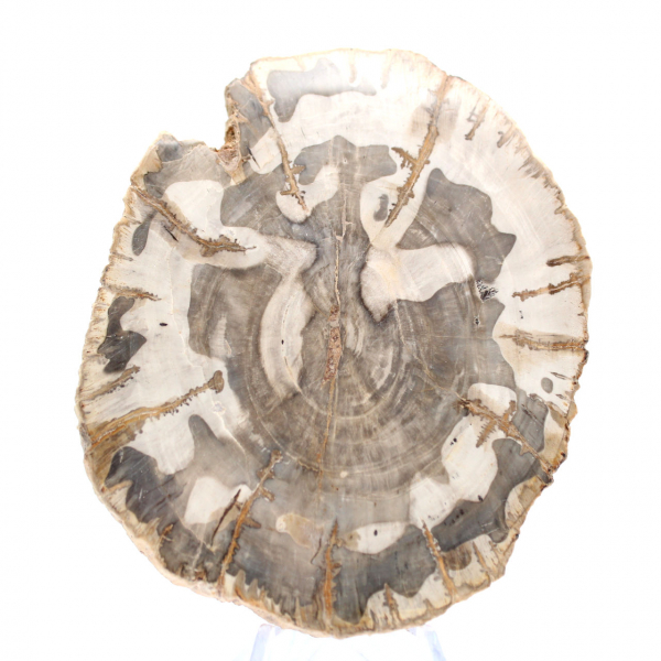 Tranche de bois pétrifié poli, spécimen fossile d'arbre, Madagascar Tranche de bois pétrifié poli, spécimen fossile d'arbre, Madagascar
